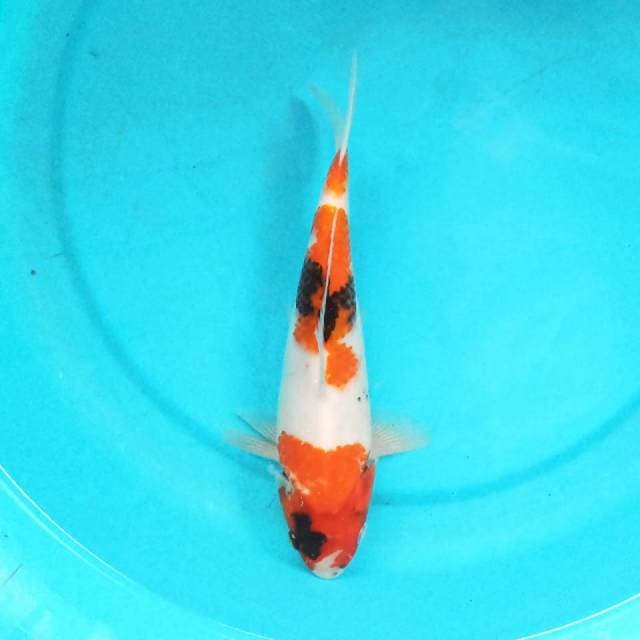 Sanke 27cm