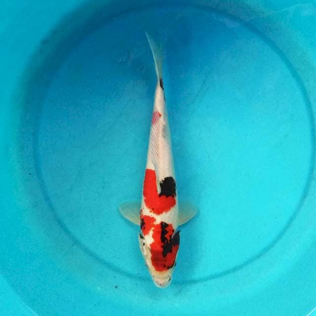 Showa 29cm