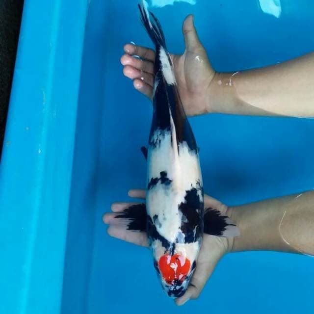T. Showa 43cm