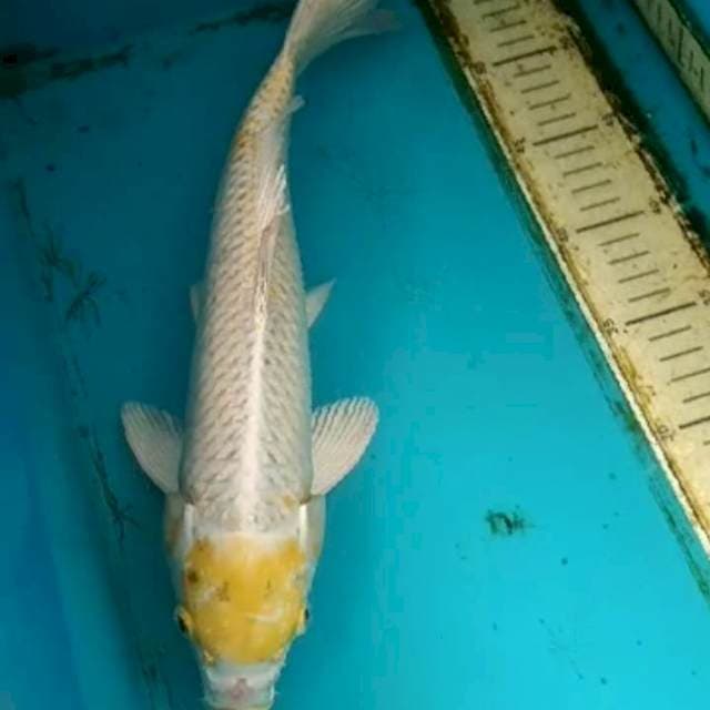 Tc hariwake 33cm