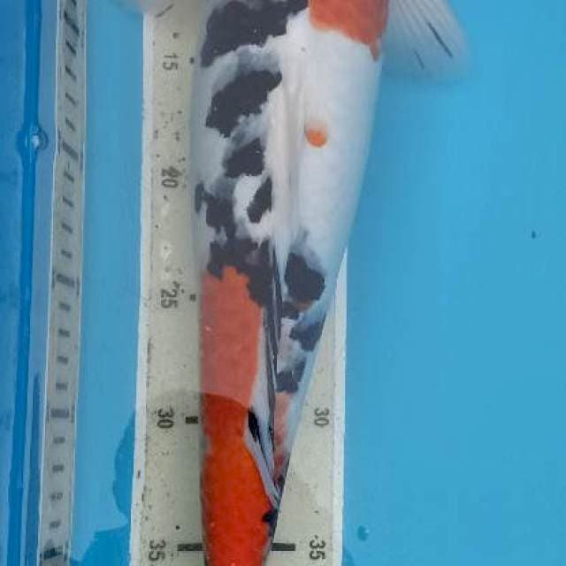 Male Sanke 46 cm