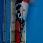 Male Sanke 46 cm