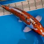 Male 45 cm Kikokuryu 