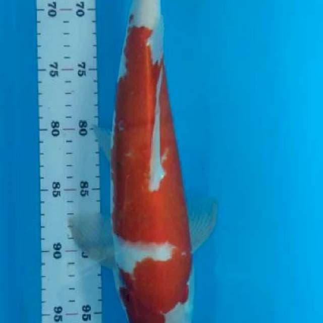 Kohaku