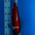 Kohaku