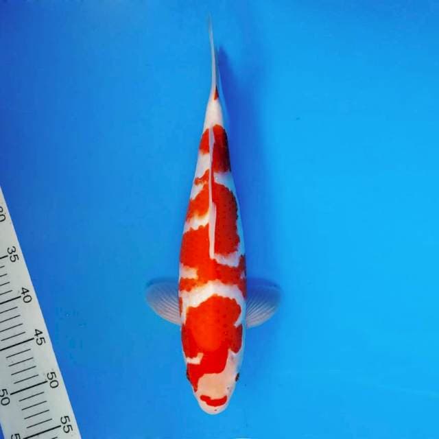 FUJI 6 ~ KOHAKU ™