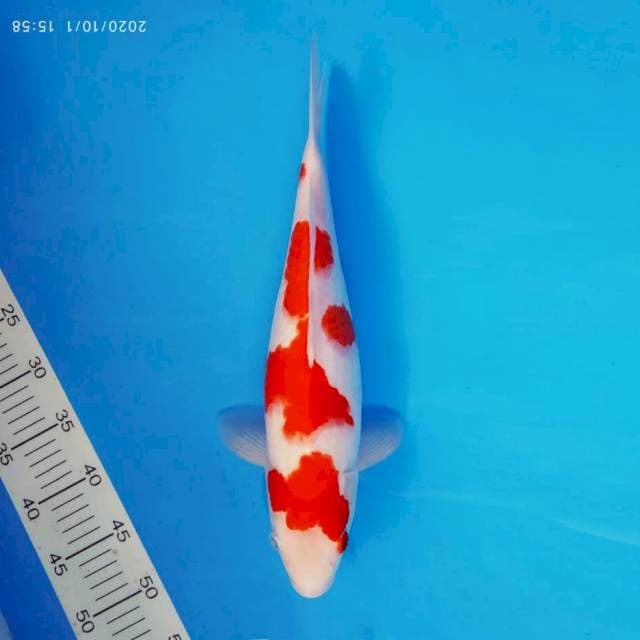 FUJI 11 ~ KOHAKU ™