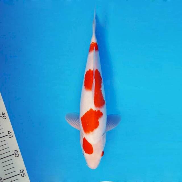 FUJI 15 ~ KOHAKU ™
