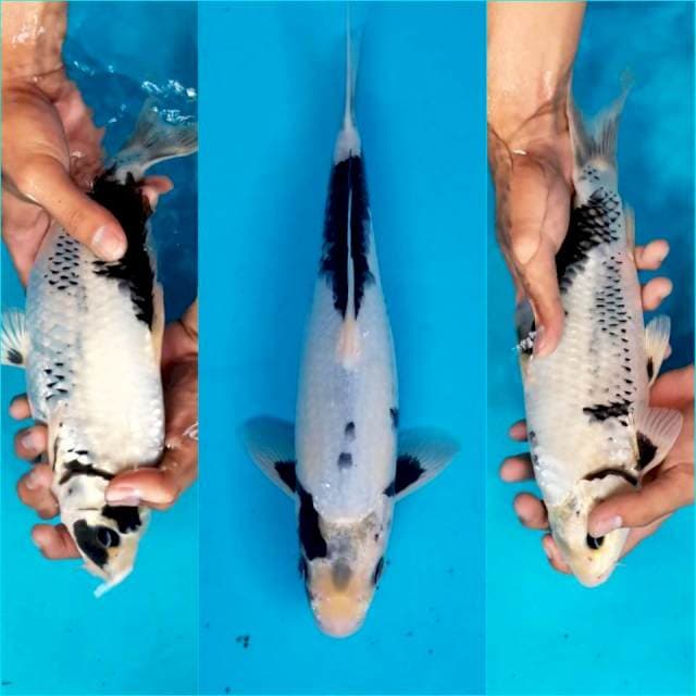 MATSUKAWABAKE 32 CM MALE