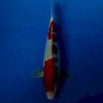 Kohaku