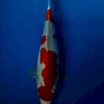 Kohaku