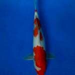 Kohaku