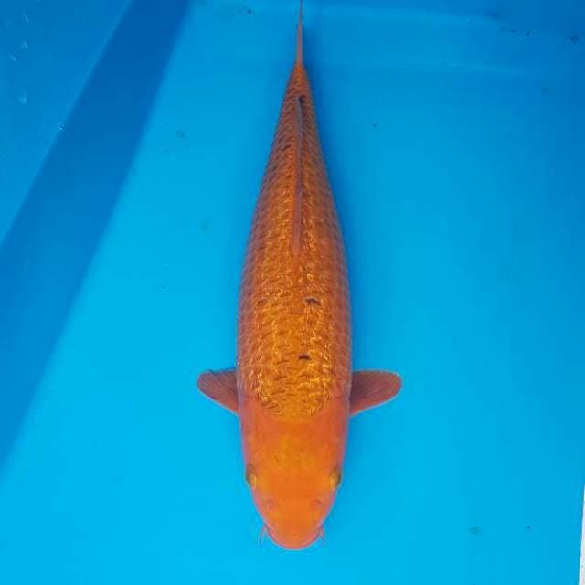 Karashi Caramel ginrin 