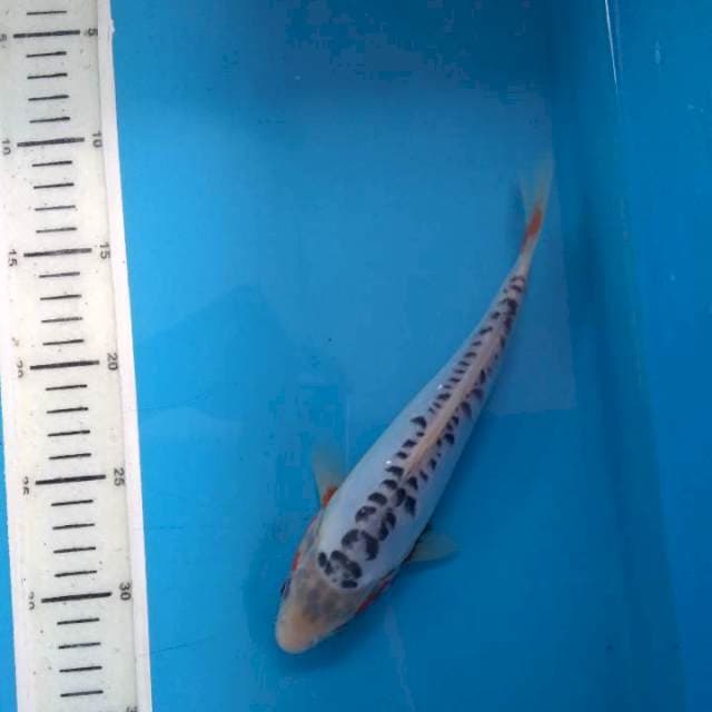 Sushui 23cm