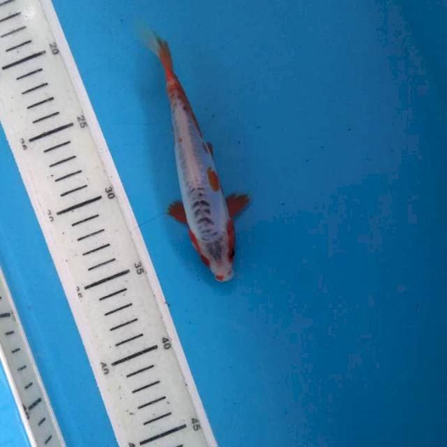 Sushui 16cm