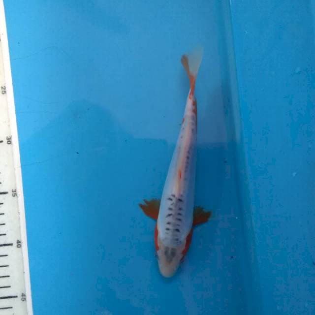 Sushui 18cm