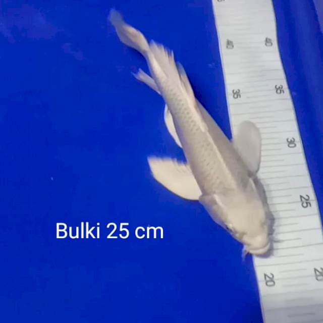 Kumpay Platinum Bulki 25 cm