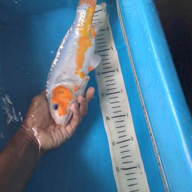 Sushui 31cm female