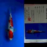 Sanke marusei 25cm