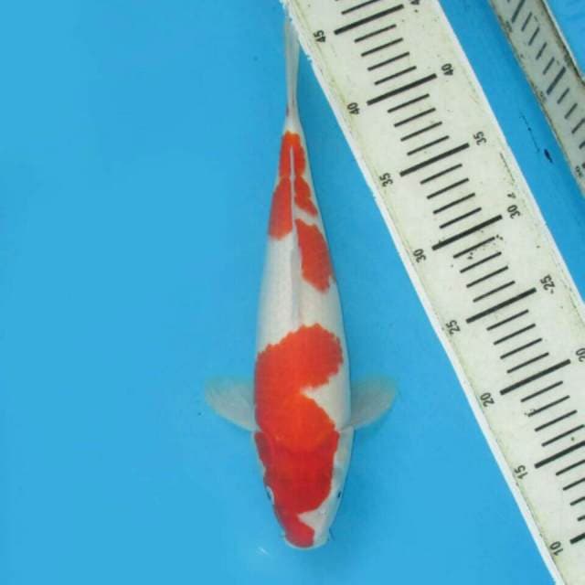 F1 kohaku good skin 