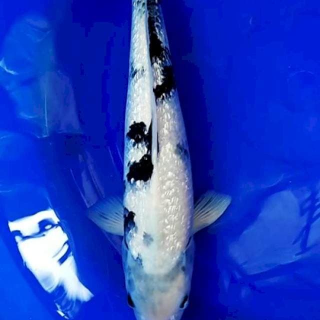 #SESI 2# A. SHIRO GINRIN JUMBO || 46CM