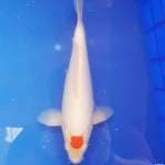 Tancho Kohaku