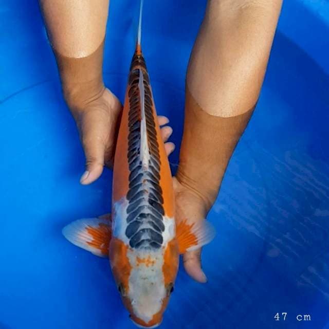 Hana shusui 50 bu 