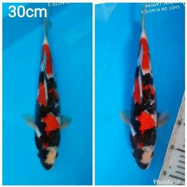 Showa 30cm