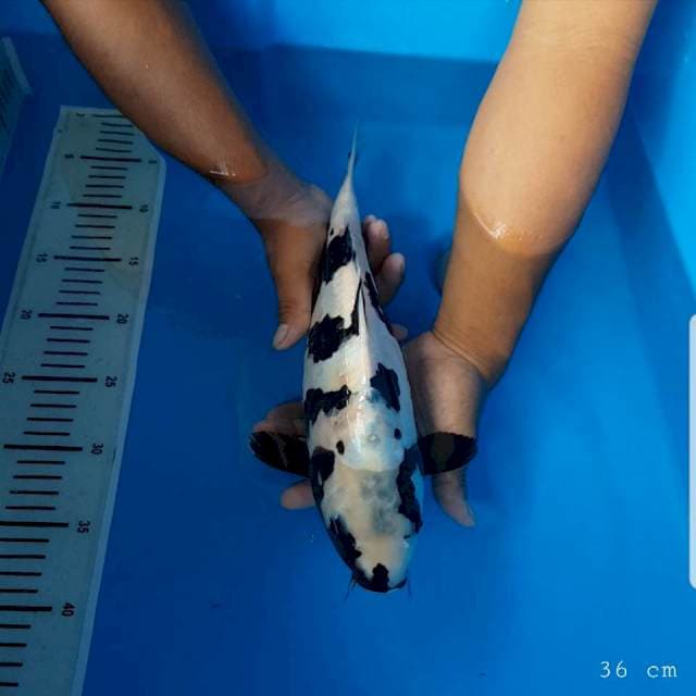 Shiro doitsu 36 cm