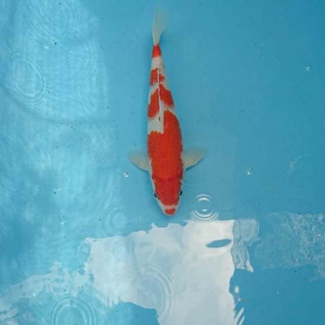 Kohaku 28cm