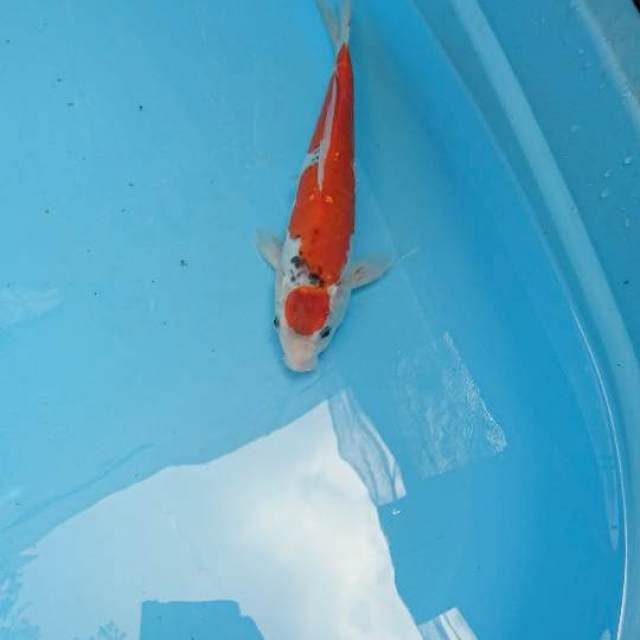Goshiki Doitsu 28cm