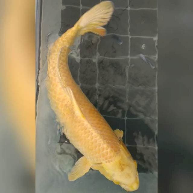 Ogon 50 cm