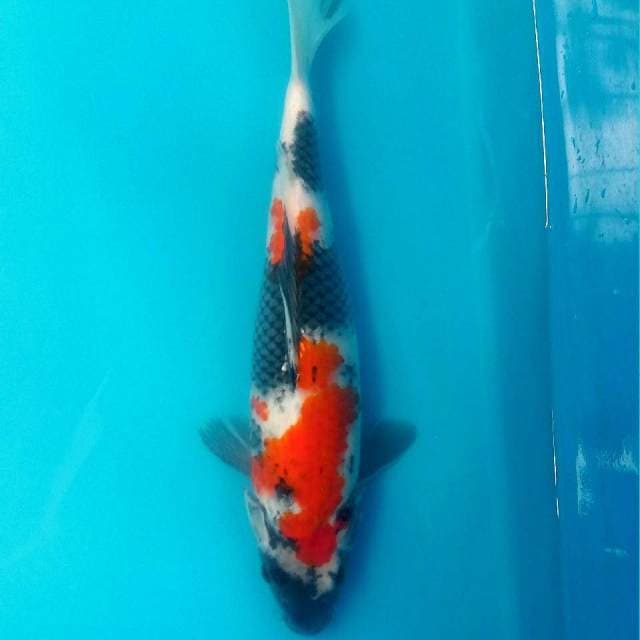 Manteeb jiwa 37cm jumbo