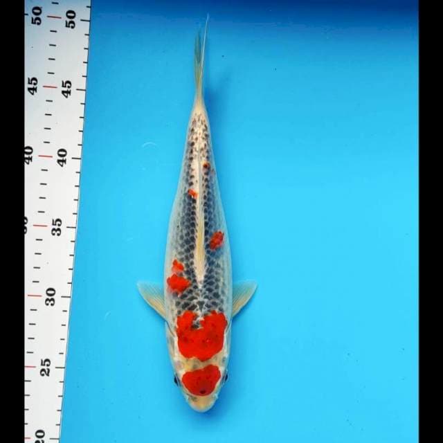 Goshiki strong 27cm
