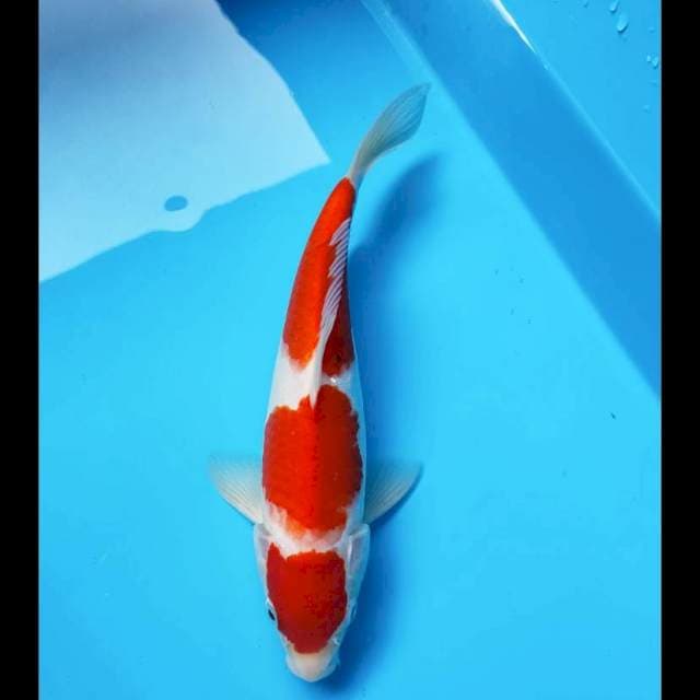 Sanke tattegoi 25cm male