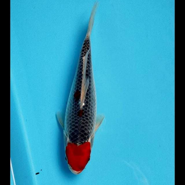 Tancho goshiki  20cm