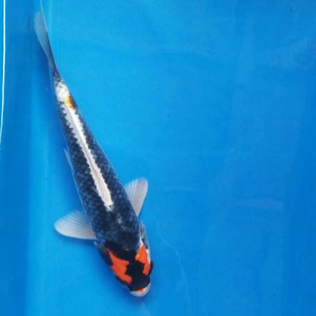 Tancho kabuto 20cm