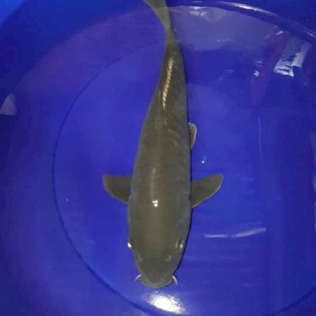 CHAGOI SISIL GAJAH LANGKA JINAK