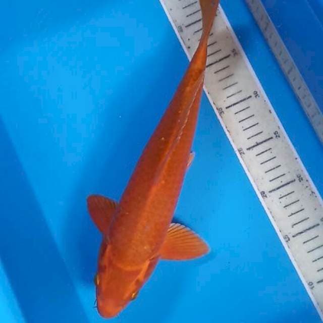 cagoi mukasi 35cm