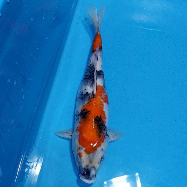 showa tategoi 40cm 
