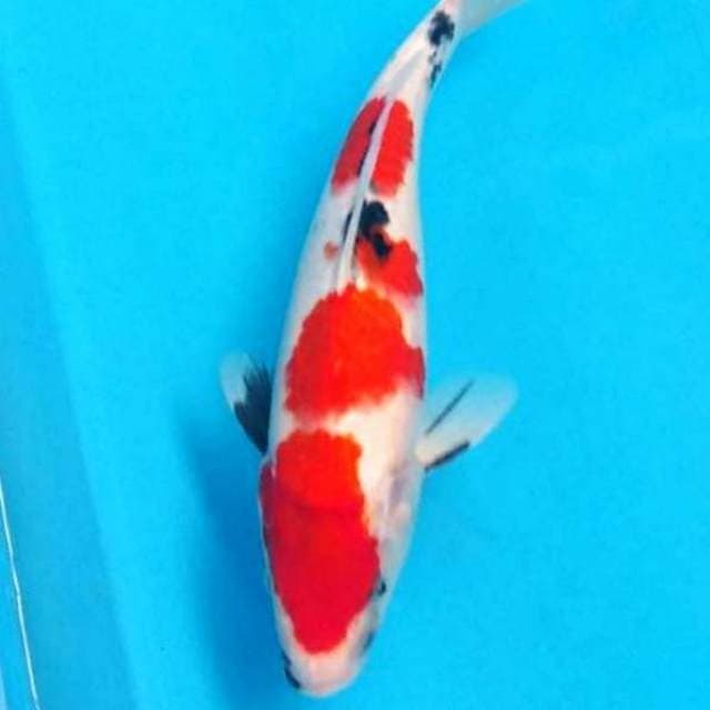 Beautiful sanke 4 step 34cm