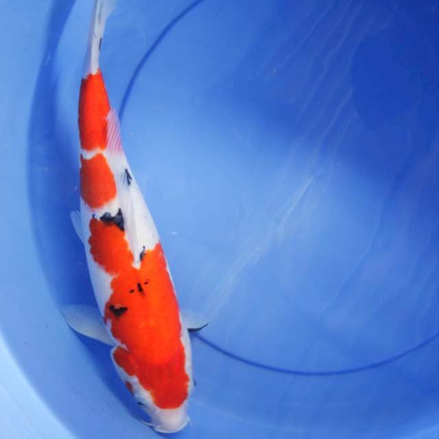 sanke 35cm