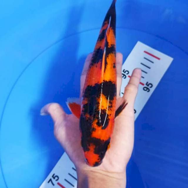 Hi showa 25 cm