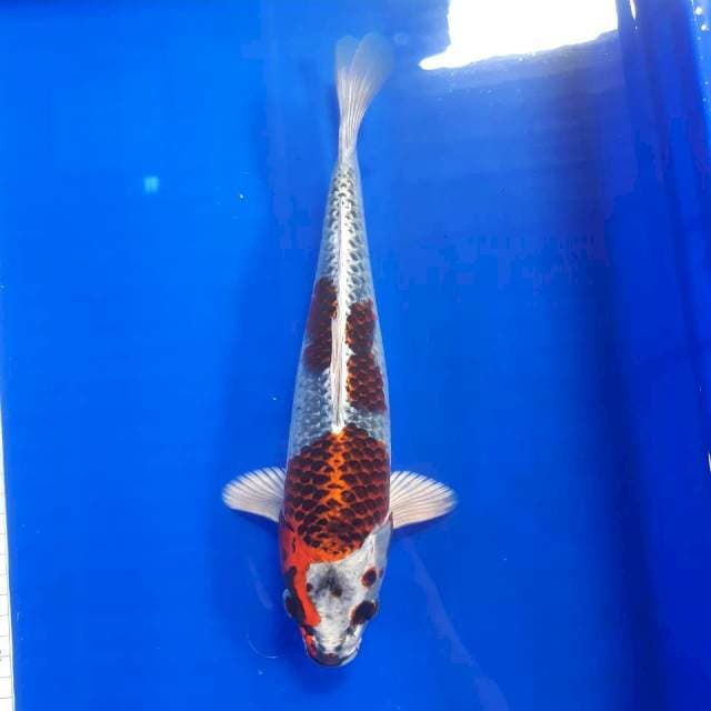 NORI** 2 kujaku male 30 cm