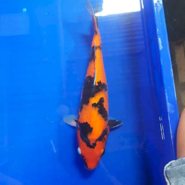 NORI**3 hi showa 34 cm