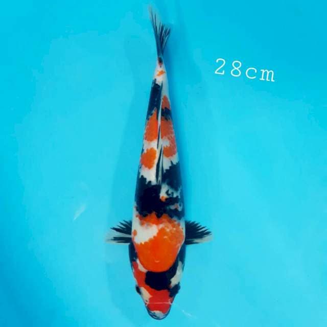 NORI**5 showa 28cm