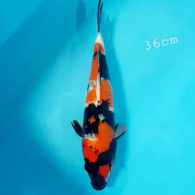 NORI **6 showa 34 cm