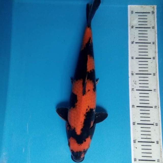 Hi utsuri 45 cm