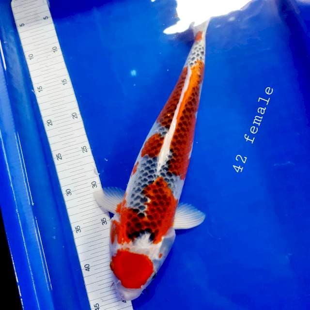 NORI*** 10 ghosiki maruten 42cm