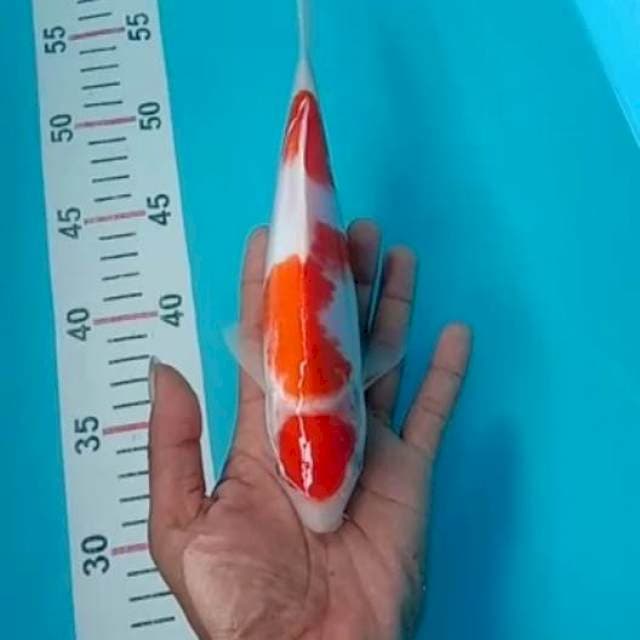 Kohaku maruten